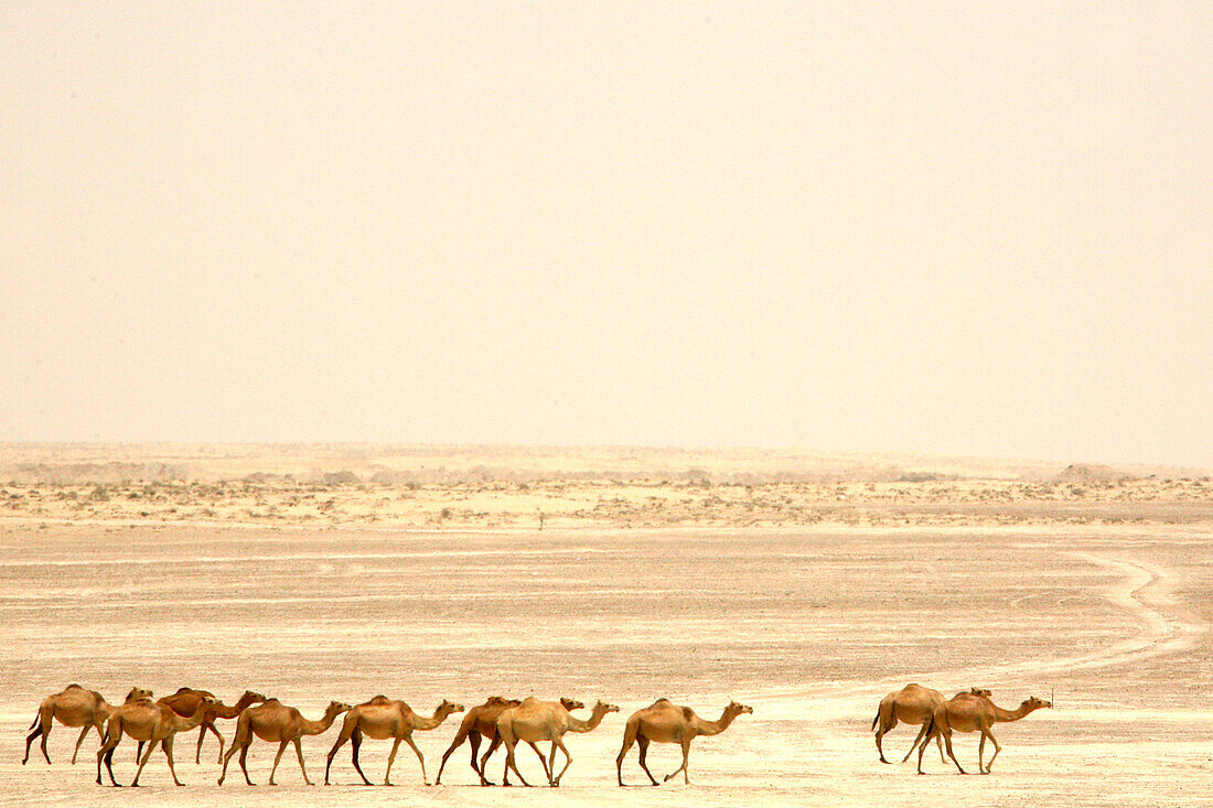 Kamele durchqueren die Wüste, Dubai, Vereinigte Arabische Emirate, VAE