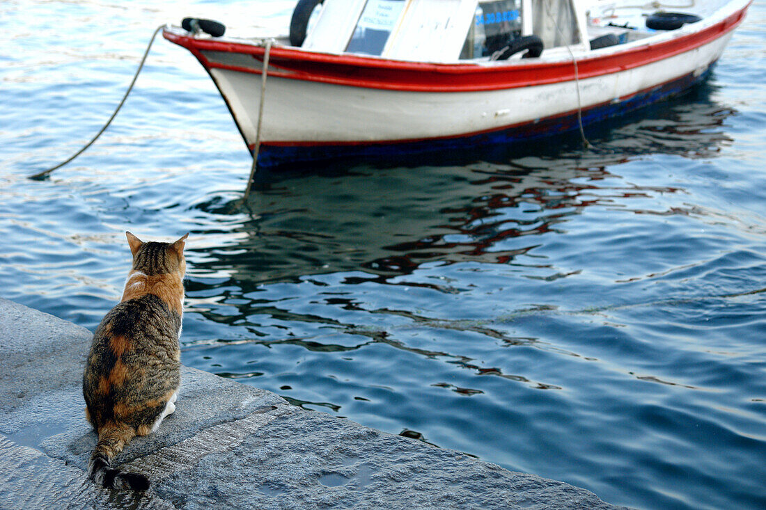 Warten auf Fisch, Istanbul, Türkei
