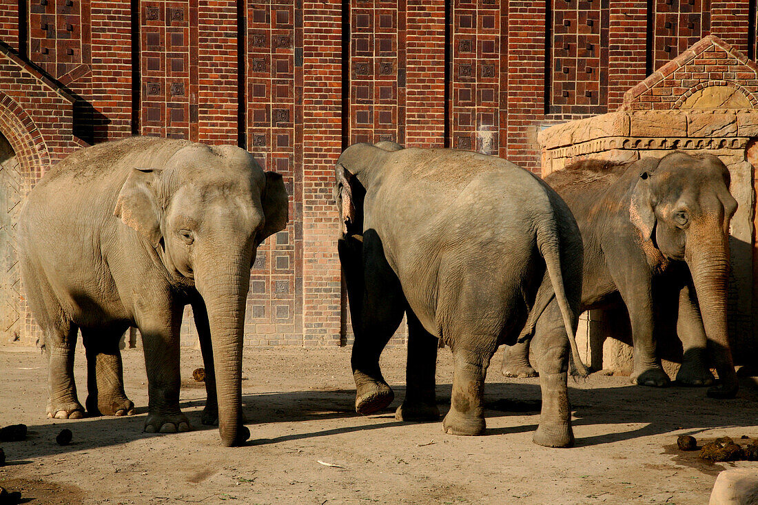 Elephants at Leipzig Zoo, Leipzig, Saxony, Germany