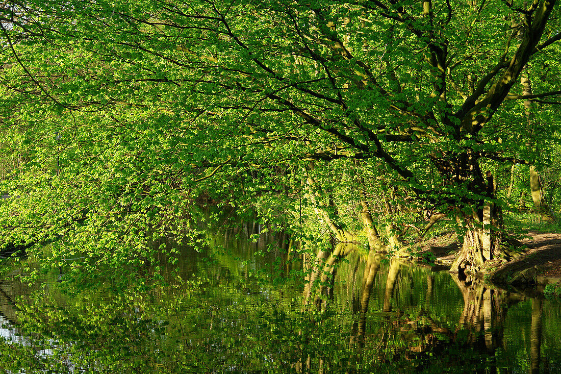 Laubbaum spiegelt sich im Fluß Stever, Lüdinghausen, Nordrhein-Westfalen, Deutschland