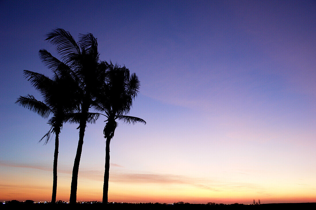 Palms in Ras Al Khaimah, RAK, United Arab Emirates, UAE