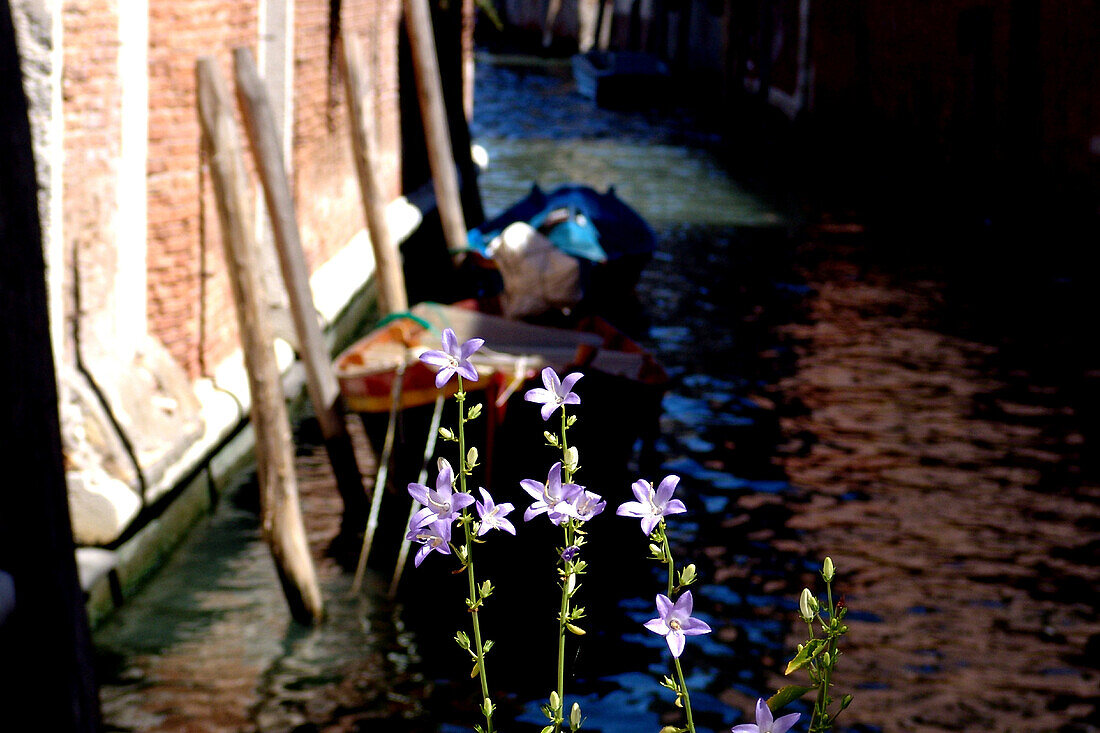 Blumen, Venedig, Italien