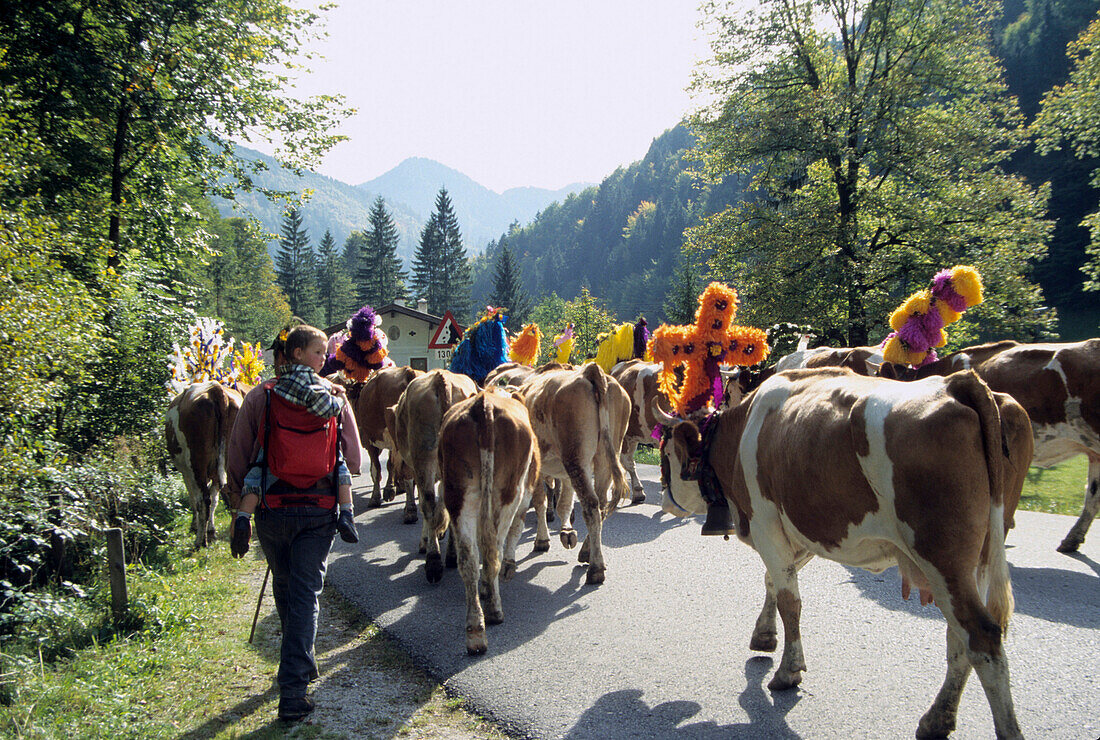 Ceremonial Cattle Drive, Bavarian Oberland, Bavaria, Germany