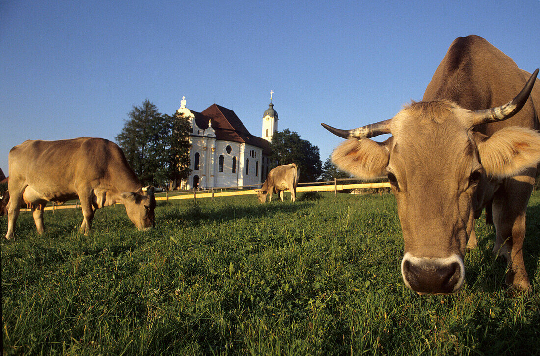 Cattle on meadow, Wies church in background, Wies, Bavaria, Germany