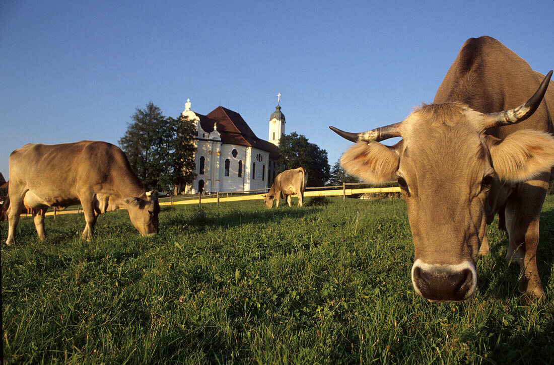 Kühe grasen auf einer Weide, Wieskirche im Hintergrund, Wies, Bayern, Deutschland