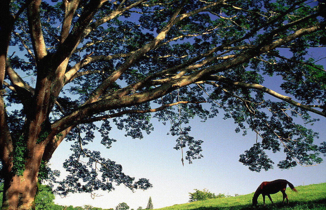 Country landscape. Mexico