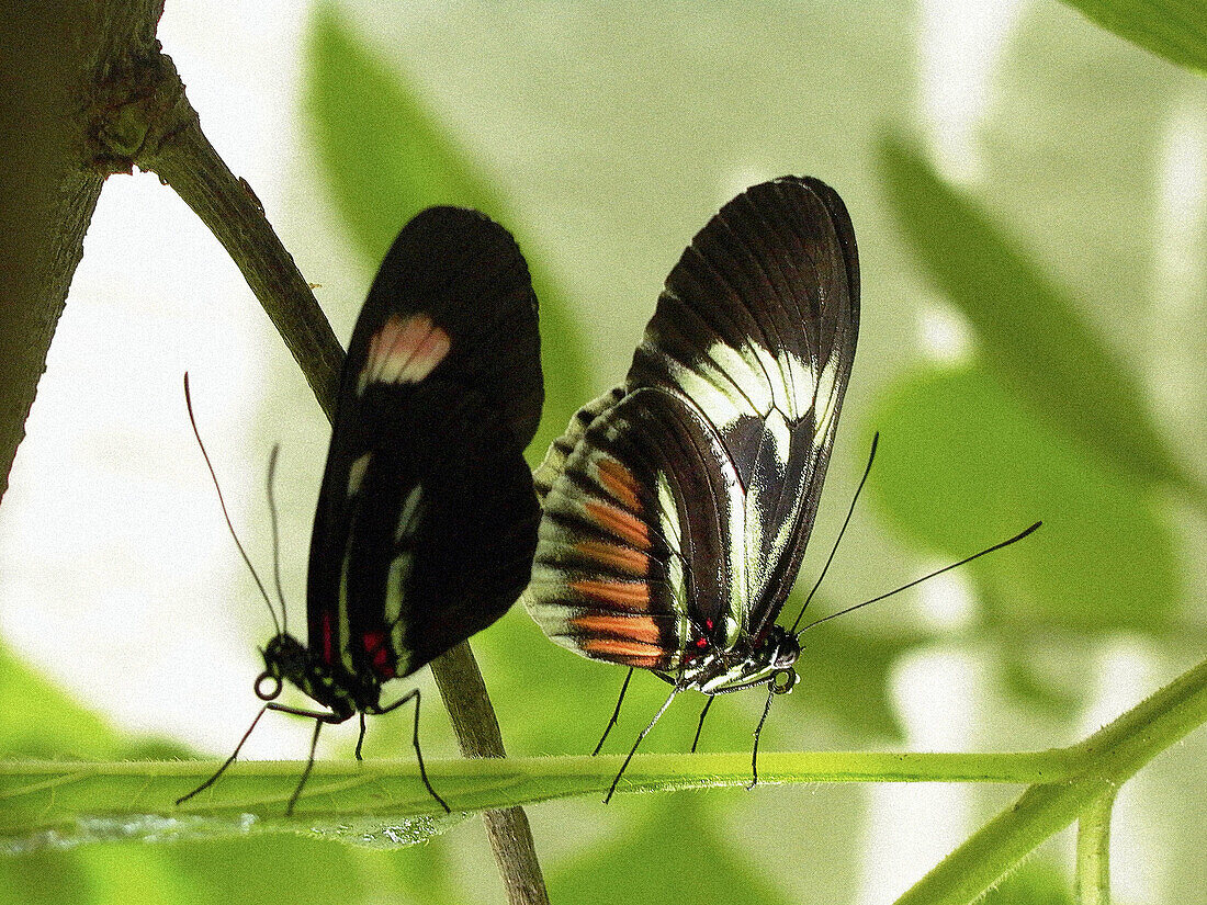 Butterfly (Heliconius clysonimus) mating