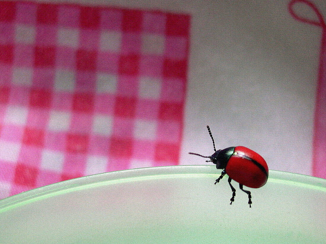 Seven-spot ladybird (Coccinella septempunctata)