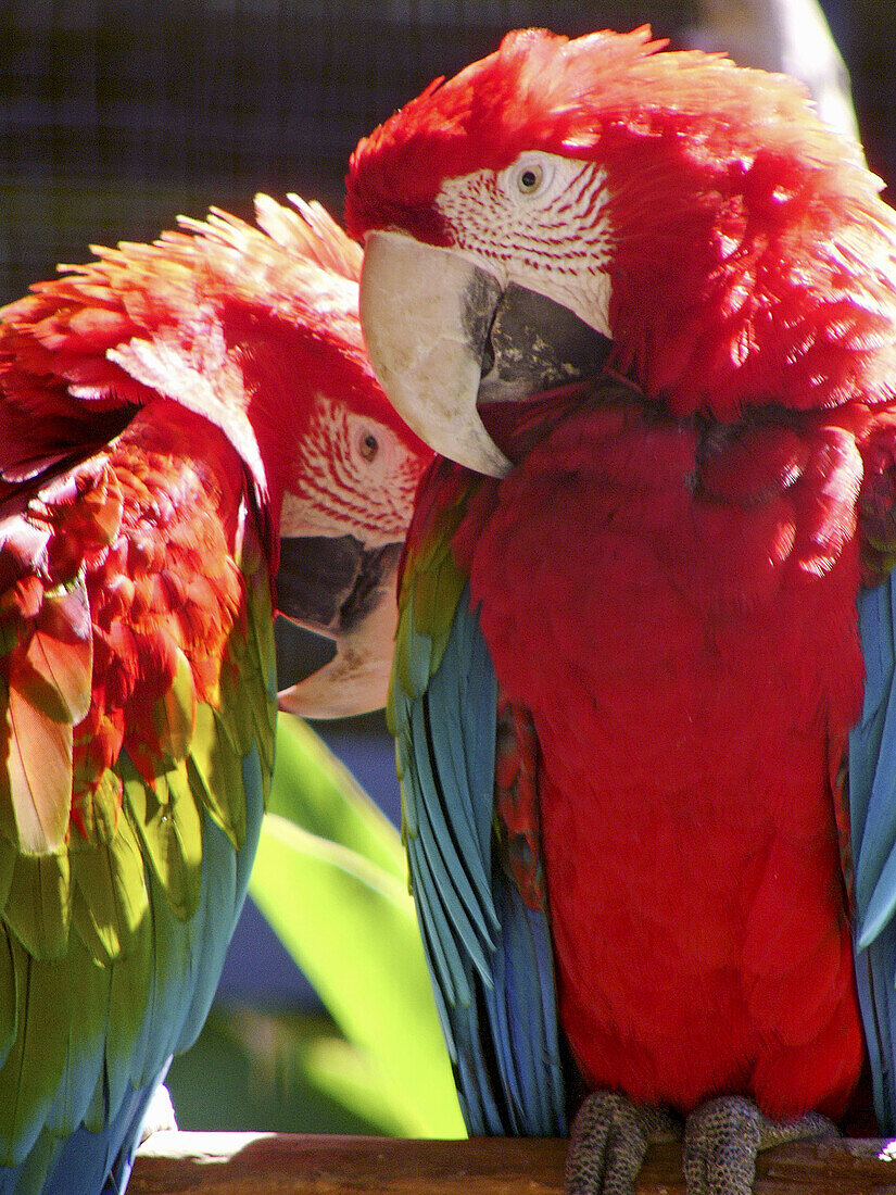 Green-winged Macaws (Ara chloroptera)