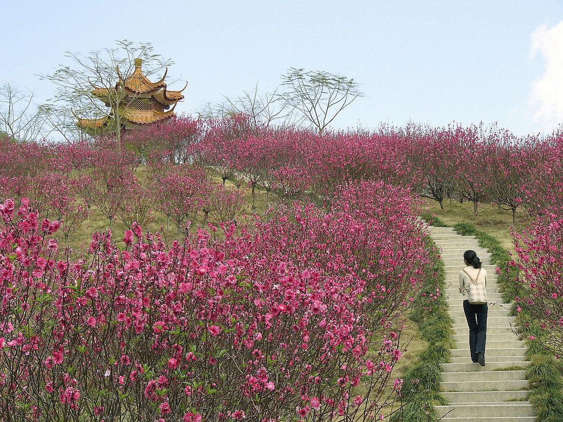 Pagoda and peach tree blossoming. Guangdong, China