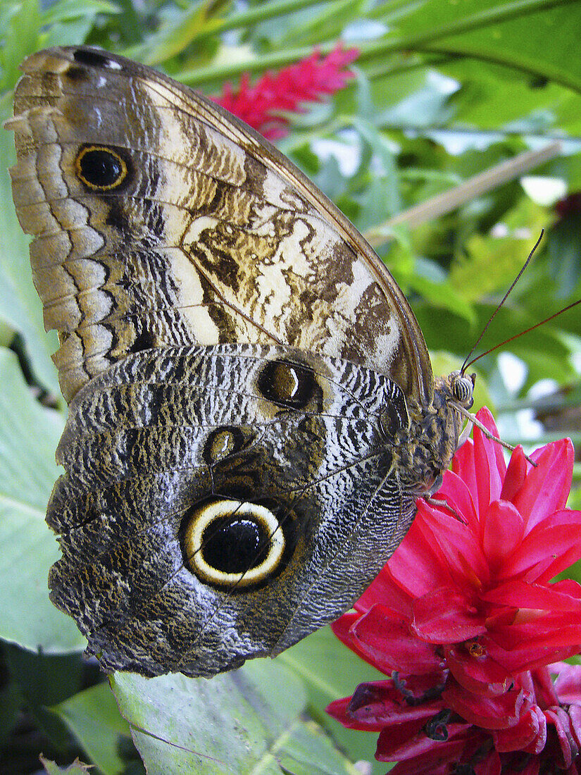 Owl butterfly.