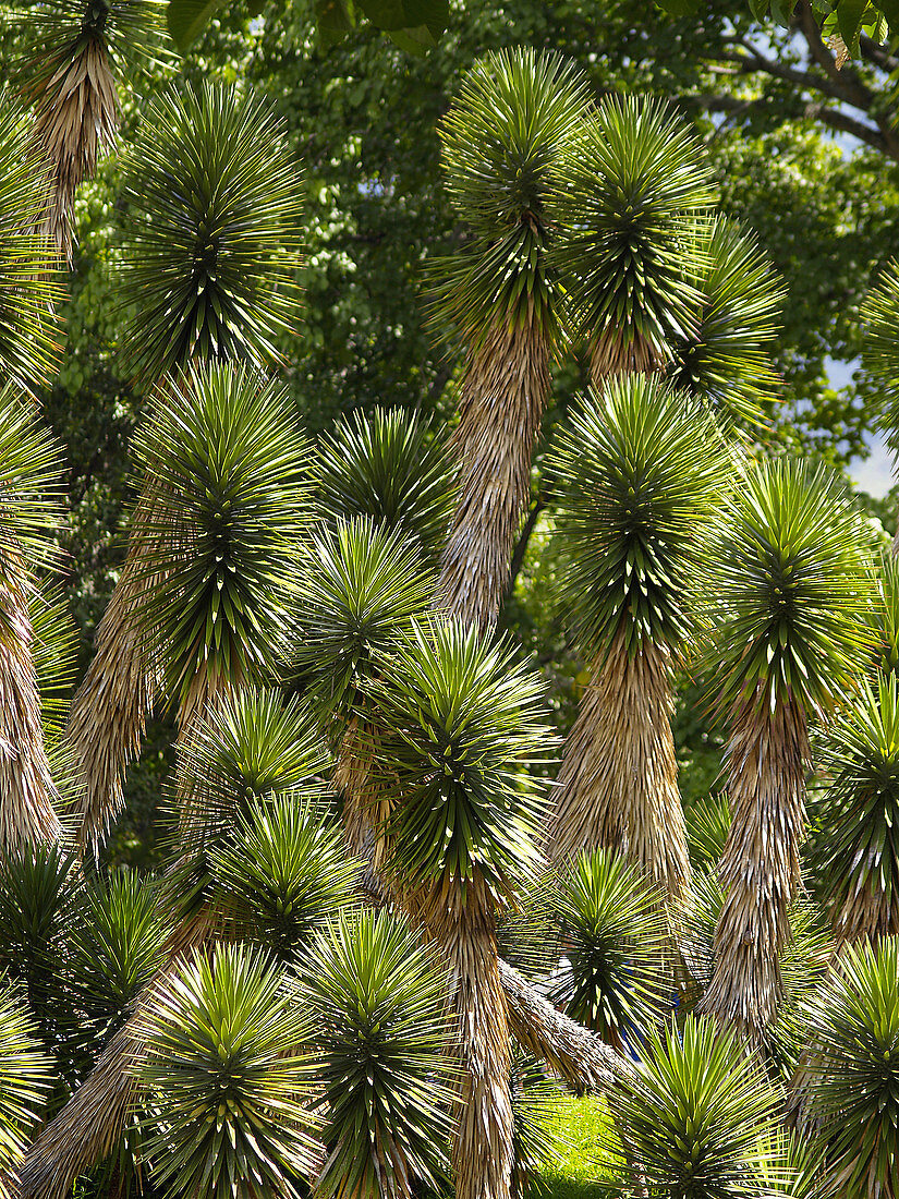 Yucca gloriosa.