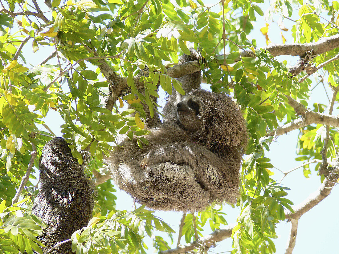 Pale-throated Three-toed Sloth (Bradypus tridactylus) cub