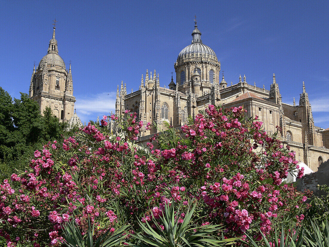 Cathedrals, seen from Huerto de Calixto y Melibea. Salamanca. Spain