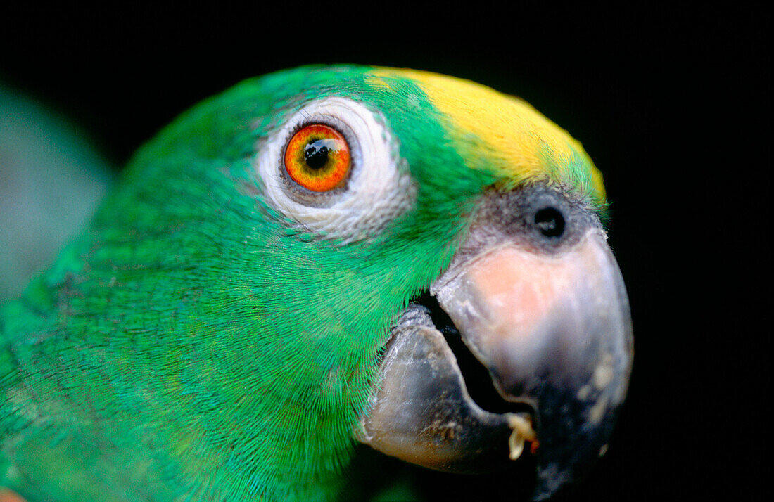 Yellow Fronted Amazon (Amazona ochrocephala) from South America in a birdmarket. Jakarta. Indonesia