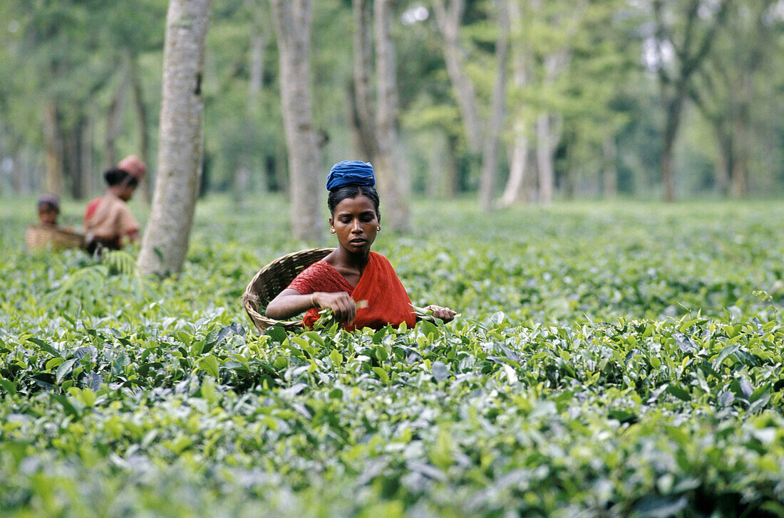 Tea picker in tea plantation. Assam. India