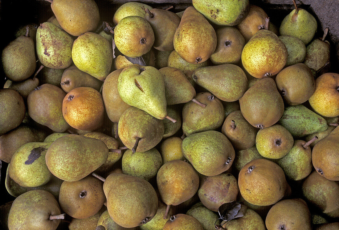 Freshly harvested pears, Altes Land, Lower Saxony, Germany