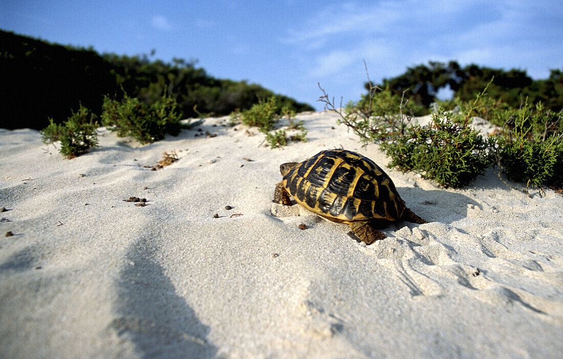 Hermann s Tortoise (Testudo hermanni). Majorca, Balearic Islands. Spain