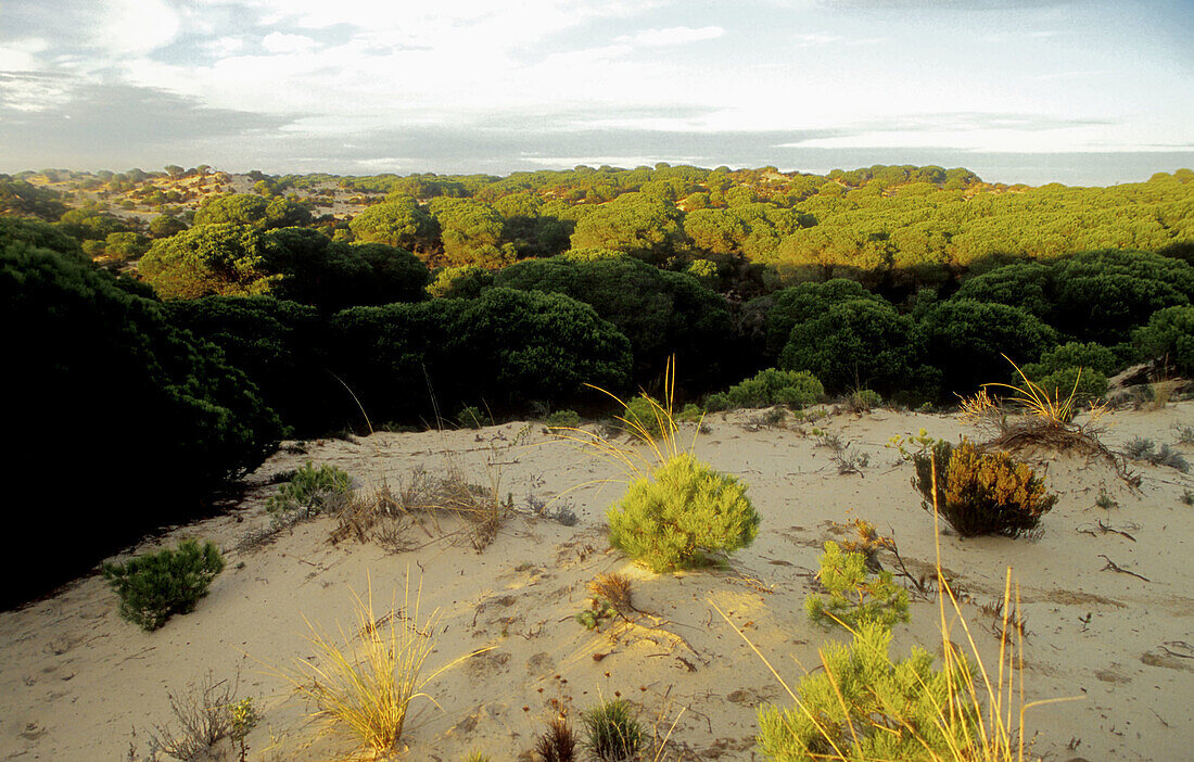 Doñana National Park. Huelva province, Spain