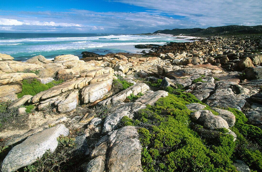 Cape of Good Hope Nature Reserve. Cape Peninsula. South Africa