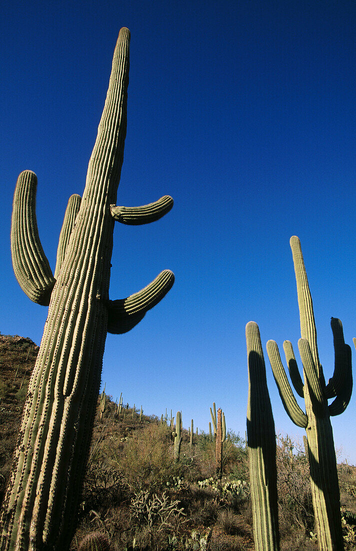 Saguaro National Park (west) in Arizona, USA