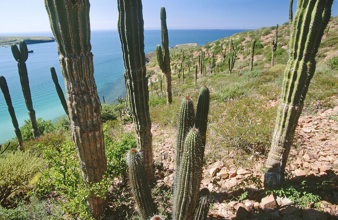 La Paz region. Baja California. Mexico.