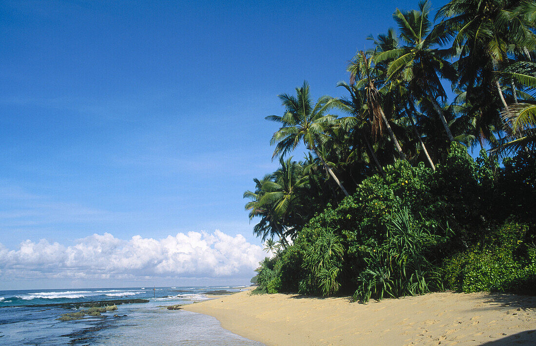 South west coast. Sri Lanka