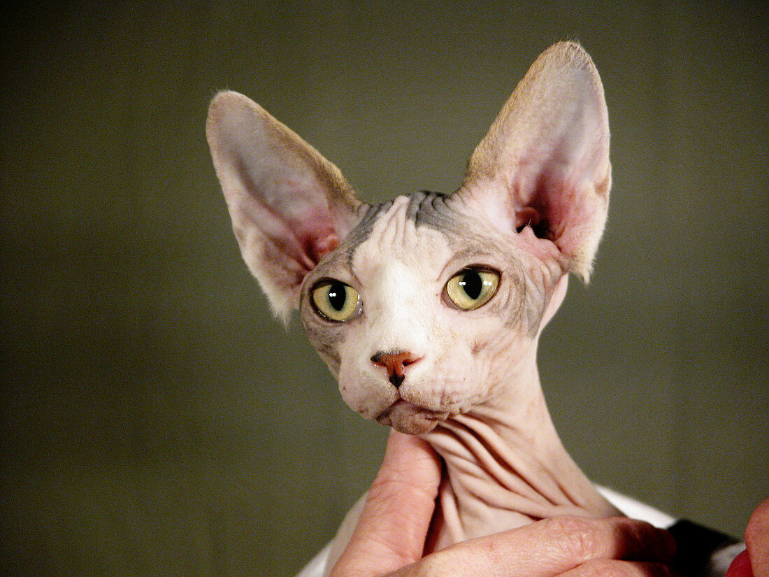 Hairless Sphinx breed of show cat