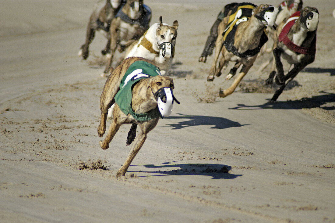 Dog races in Florida, USA