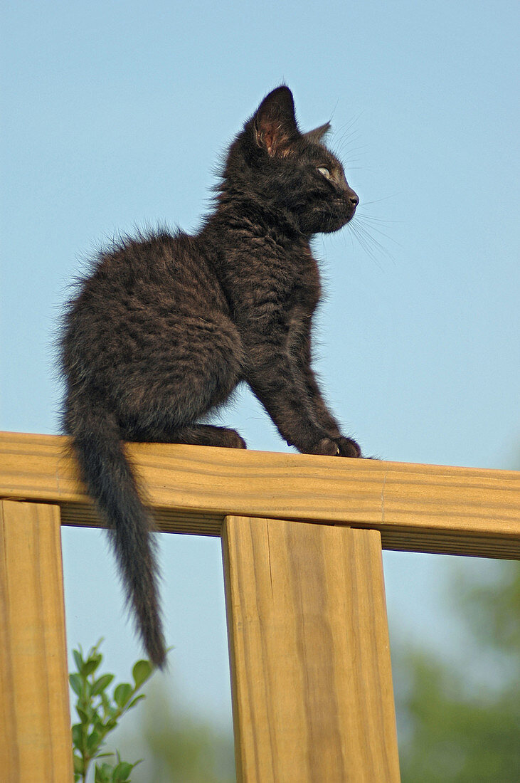 11 week old black kitten playing around the house on fences