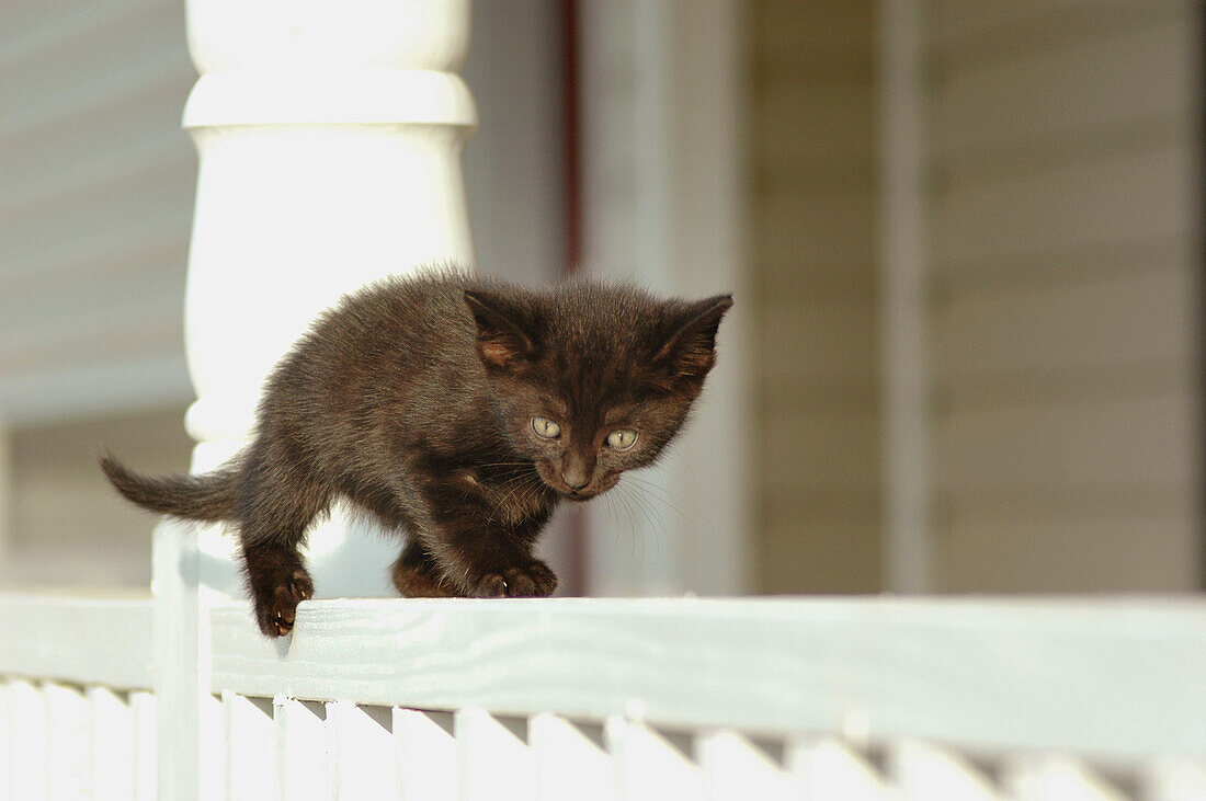 12 week old stray black kitten