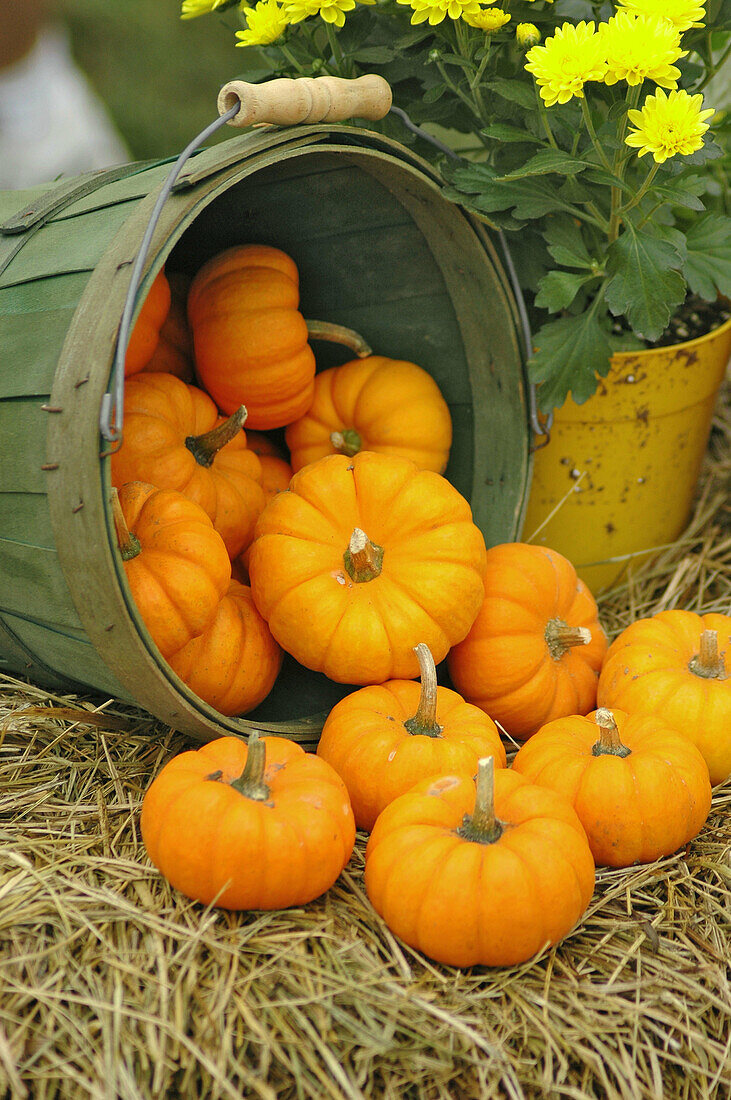 Small mini pumpkins on display at apple festival in north Georgia in Fall
