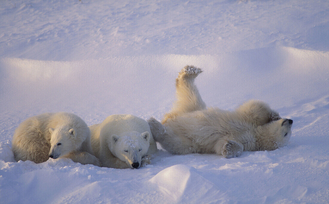 Polar bear cub sow and twin cubs (Ursus maritimus)