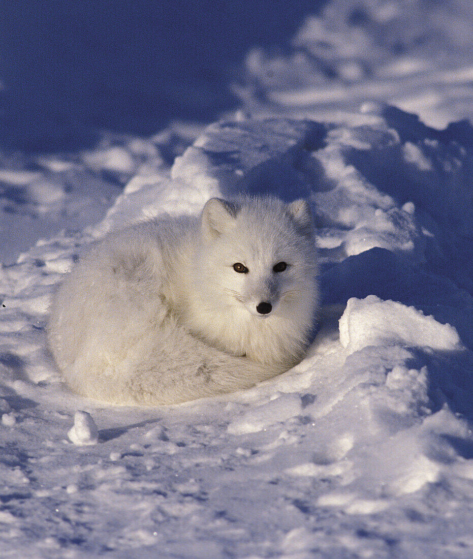 Arctic Fox (Alopex lagopus)