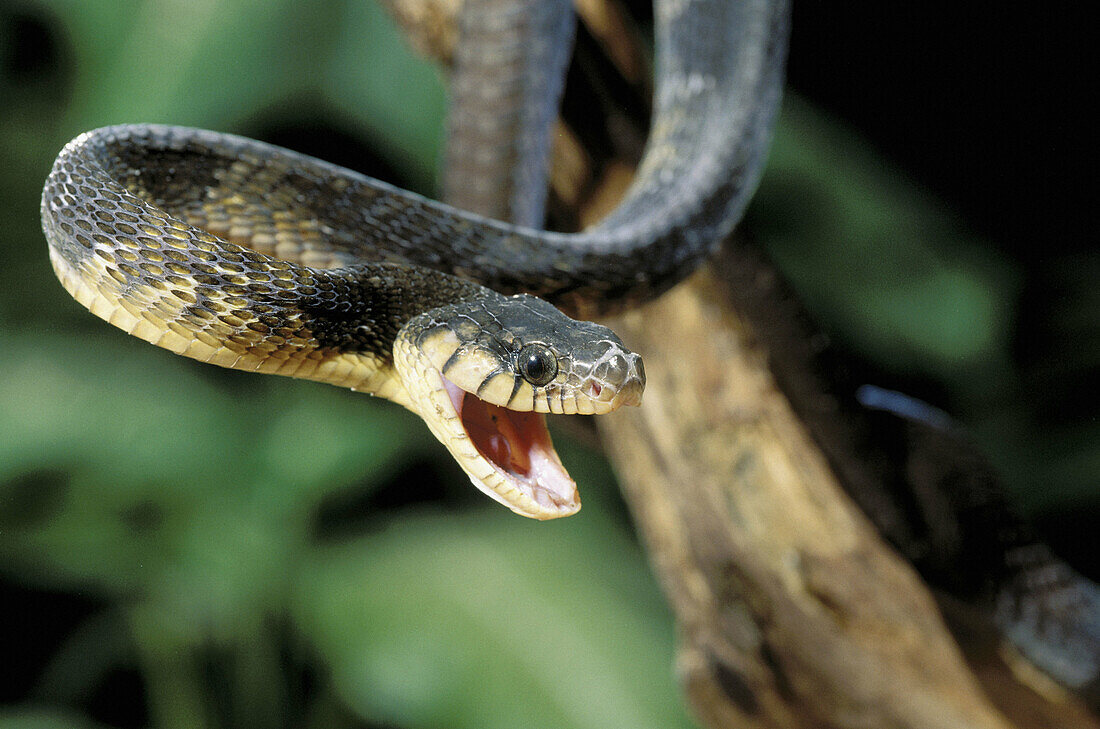 Blanding s Tree Snake (Boiga blandingii)