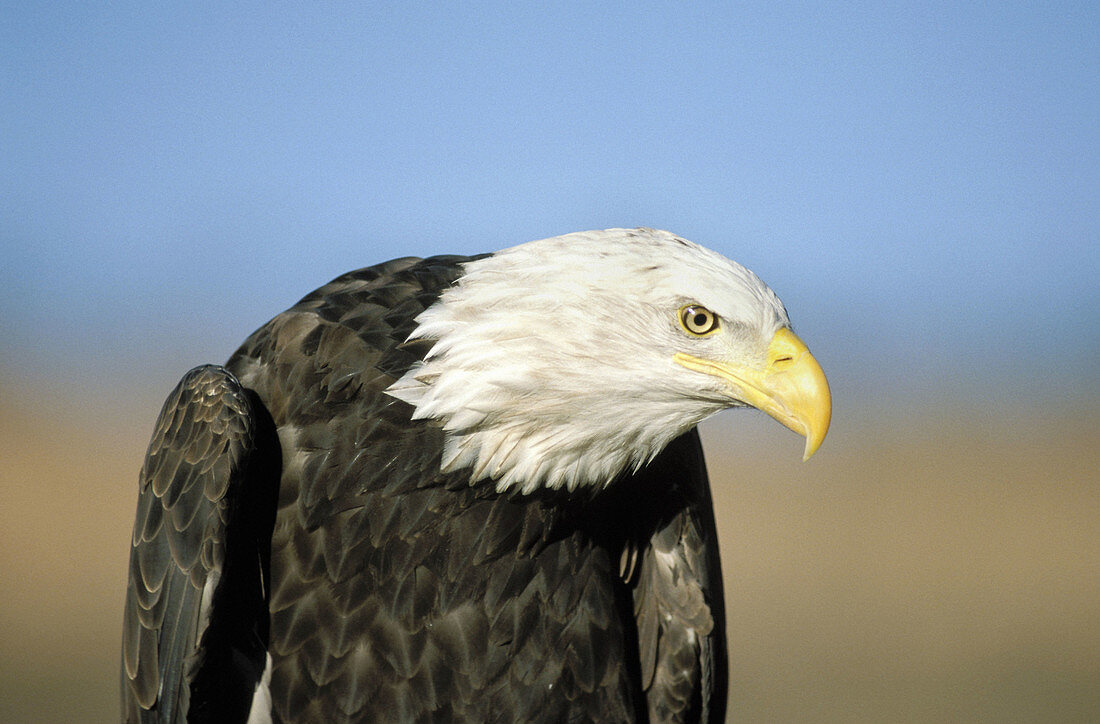 Bald Eagle searching (Haliaeetus leucocephalus)