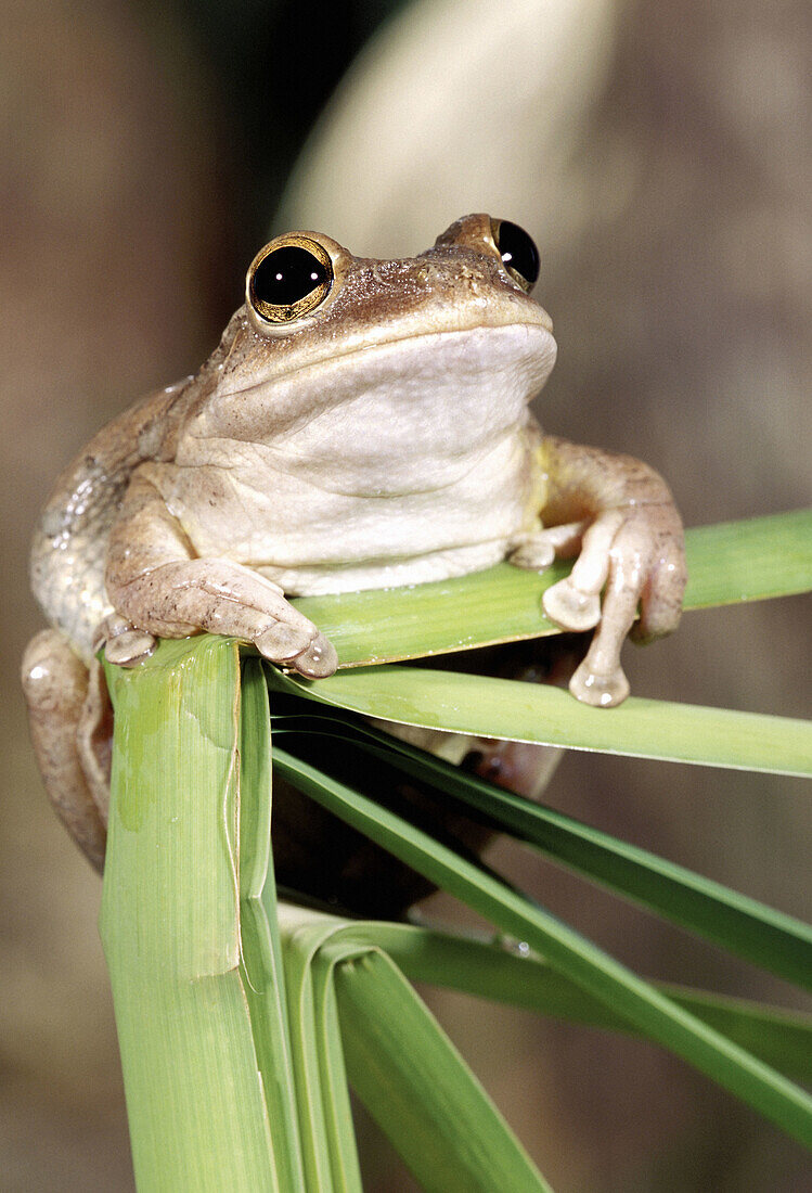 Cuban Tree Frog (Hyla septentrionalis)