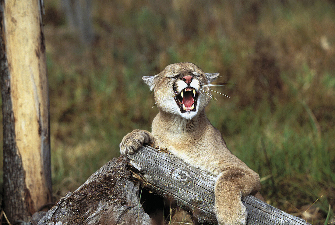Mountain Lion (Felis concolor). Minnesota. USA