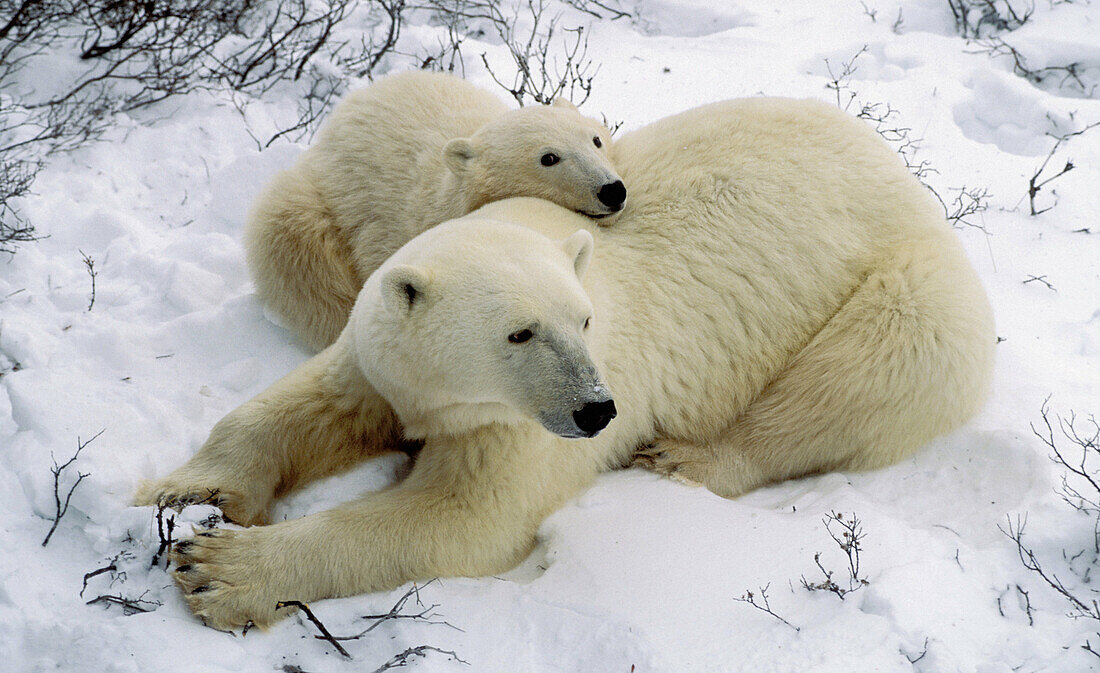 Polar bear cub (Ursus maritimus) clinging to mother for warmth