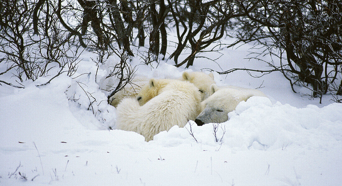 Polar bear family (Ursus maritimus) sleeping in temporary day bed