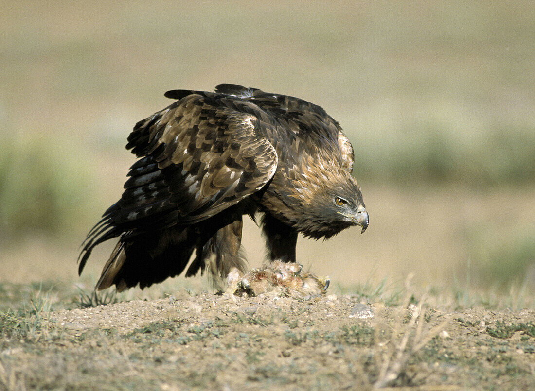 Golden eagle (Aquila chrysaetos) caught a small rabbit and is defending it fiercely. Colorado. USA