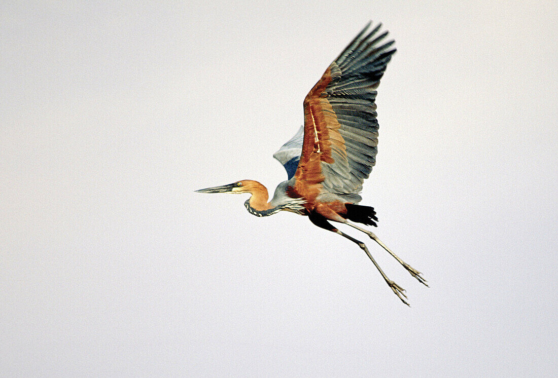 Goliath Heron (Ardea goliath) at Lake Kariba. Zimbabwe