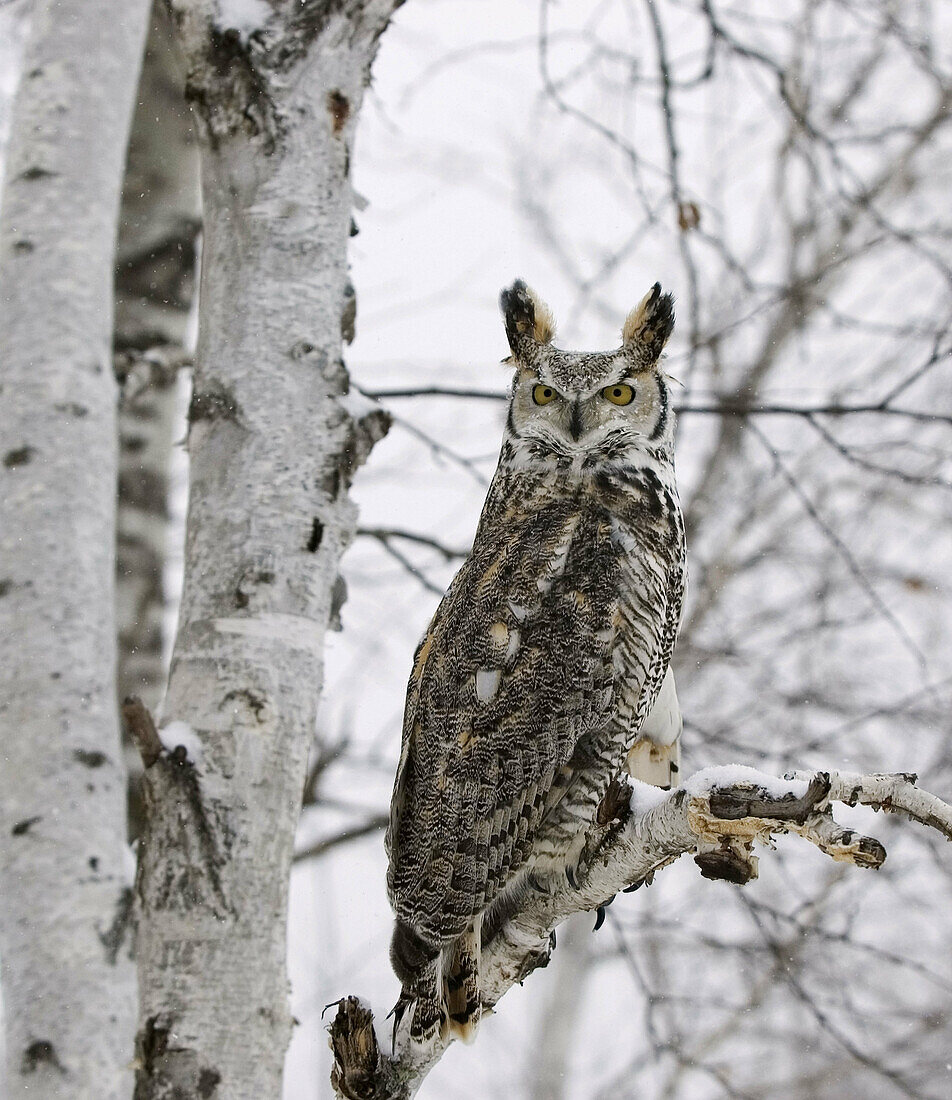 Long eared owl (asio otus) roosting in bich tree in Northern Minnesota during snow fall.