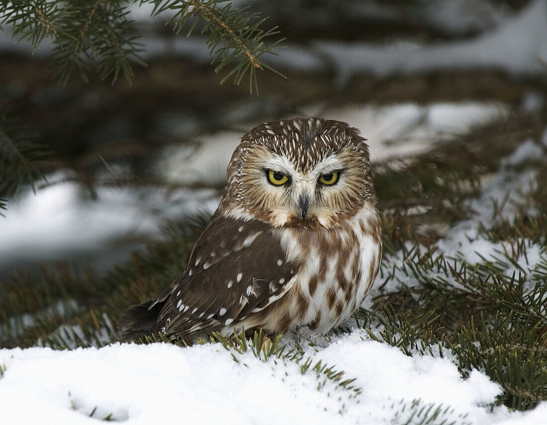 Screech owl (Otus asio) at winter roost