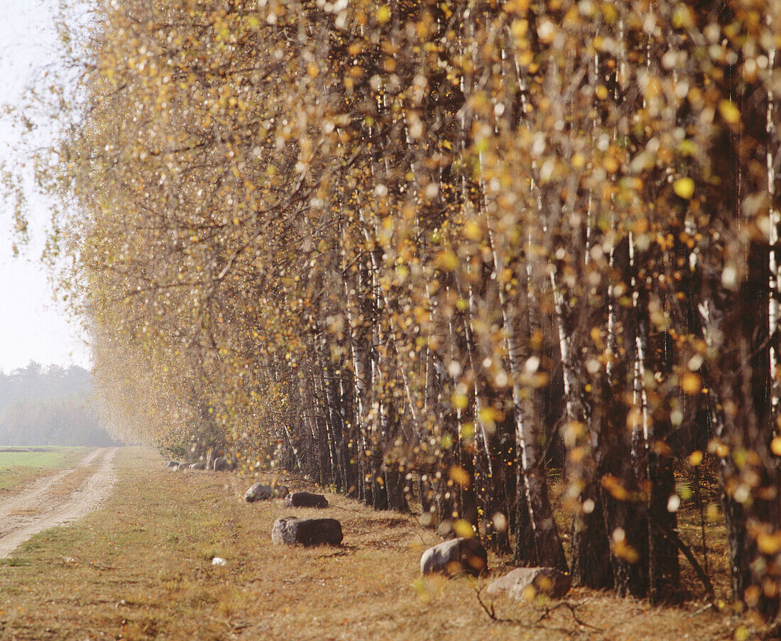 Birch grove with country road