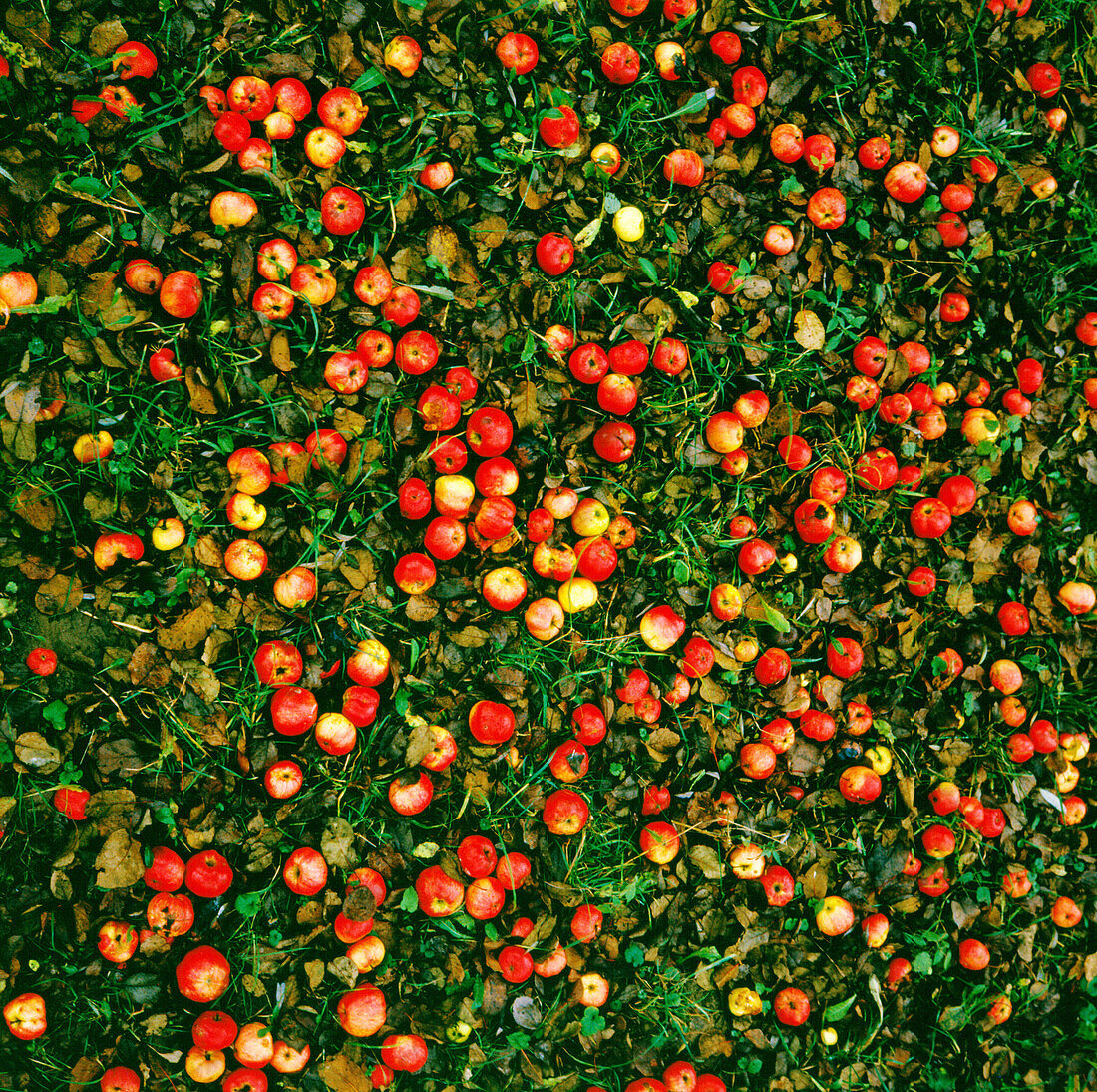 Apples under an old apple tree