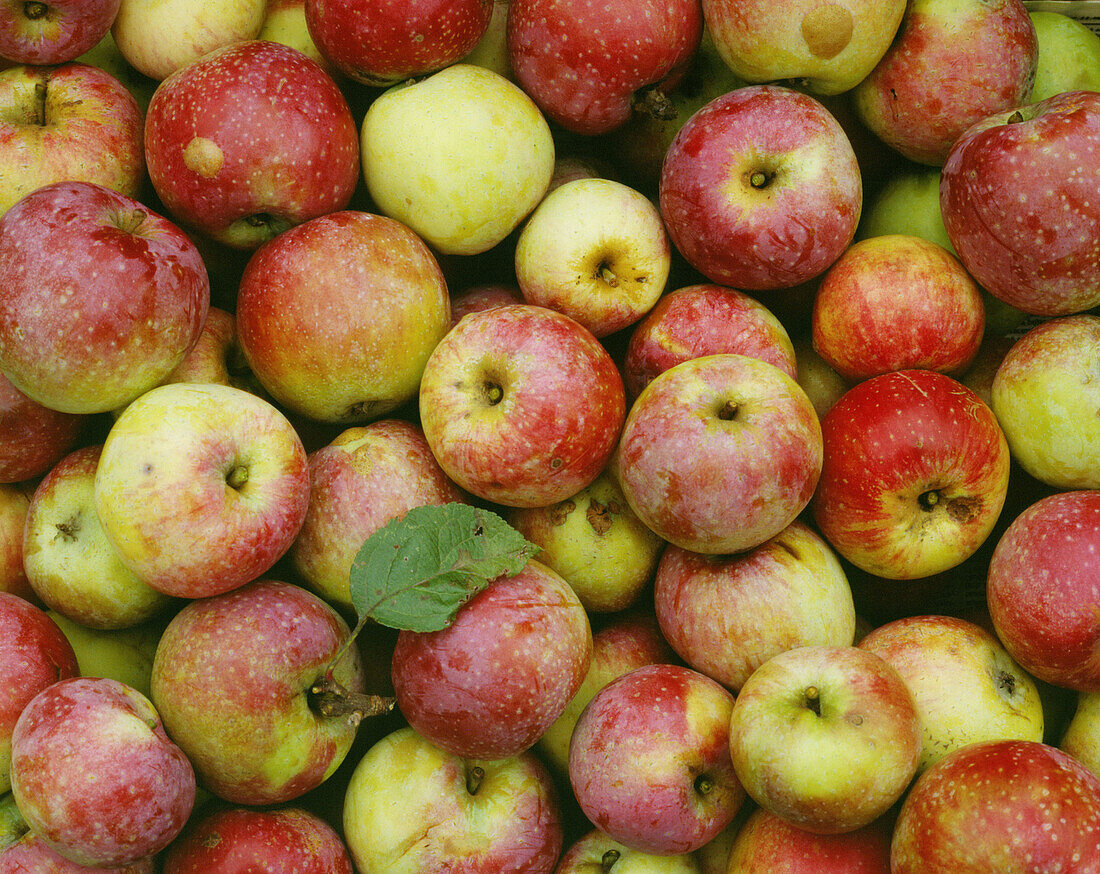 Summer apples from an old orchard