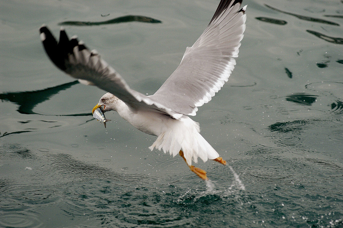 Seagull catching fish