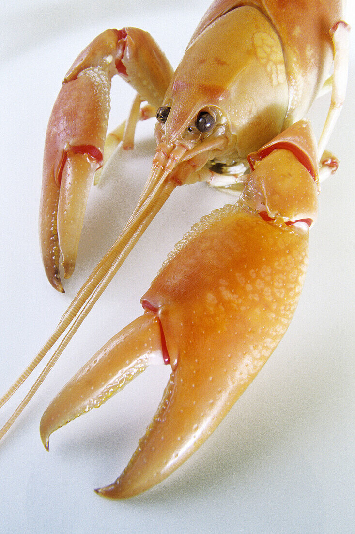 Cooked Australian freshwater crayfish