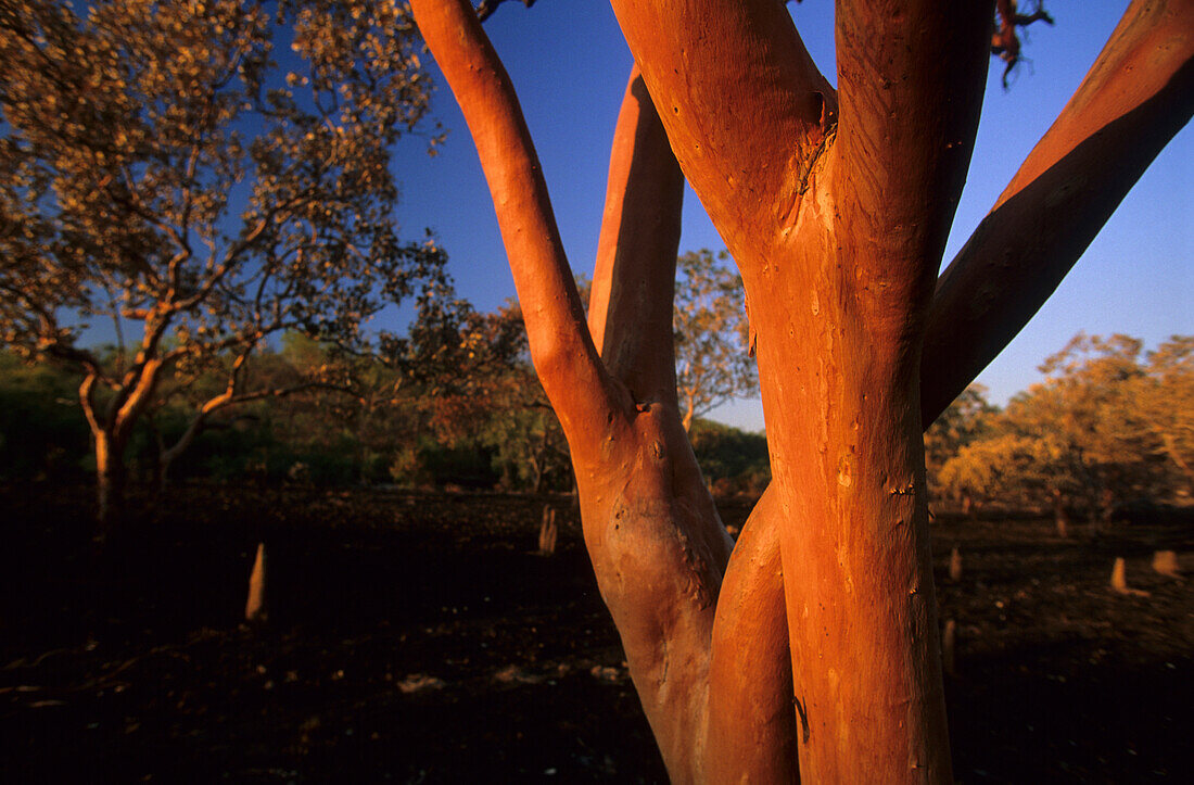 Salmon Gum, eine Eukalyptusart, nach einem Buschfeuer, Australien